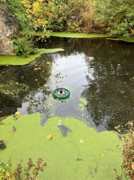 Algae on the surface of the water at Eastgate